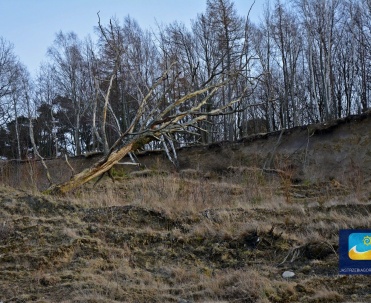 Niekt&oacute;re buki porastające klif mają po 100 lat i obw&oacute;d pnia powyżej 350 i 400 cm.